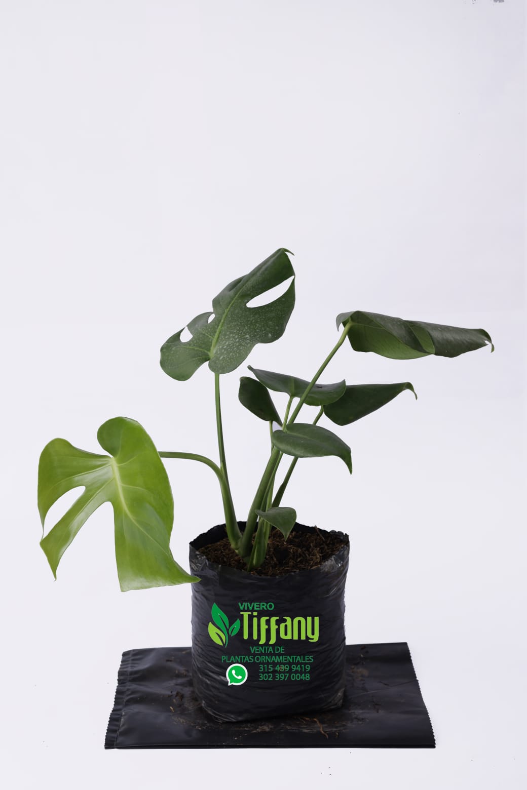 Balazo